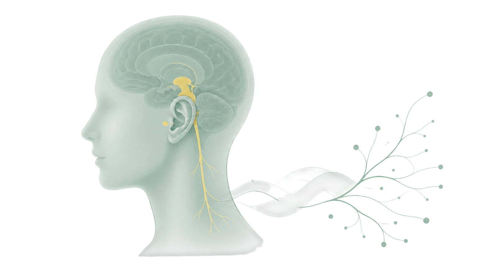 Ilustração anatómica da estimulação do nervo vago através do ouvido, mostrando a ligação ao tronco cerebral e à regulação do sistema nervoso autónomo.